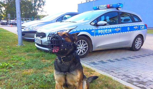 Pies Tajson uratował życie mężczyzny!